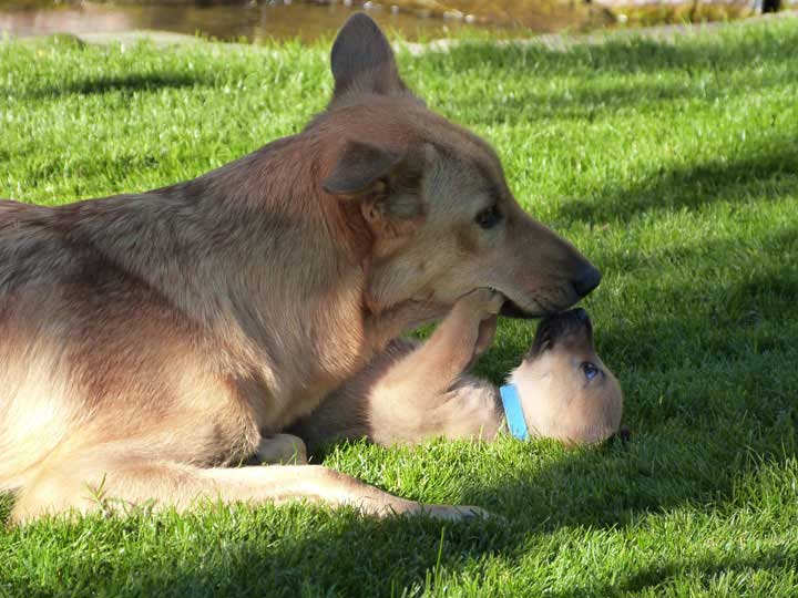 chinook dog